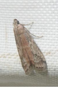 <i>Ephestia elutella/woodiella</i>