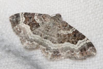 <i>Epirrhoe alternata</i>