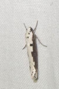 <i>Ethmia bipunctella</i>