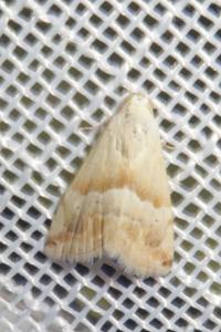 <i>Eublemma parva</i>
