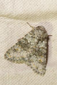 <i>Hecatera dysodea</i>