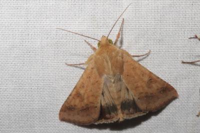 <i>Helicoverpa armigera</i>