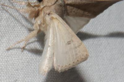 <i>Hoplodrina ambigua</i>