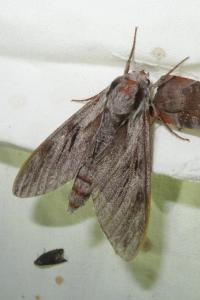 <i>Hyloicus maurorum/pinastri</i>