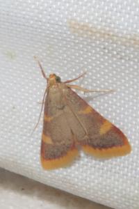 <i>Hypsopygia costalis</i>