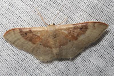 <i>Idaea degeneraria</i>