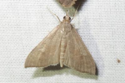<i>Mecyna asinalis</i>