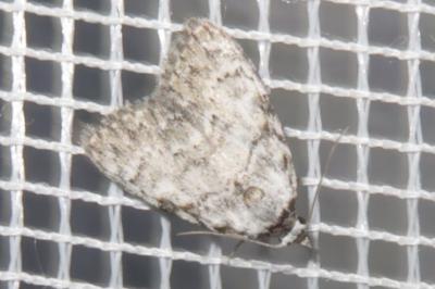<i>Meganola strigula</i>