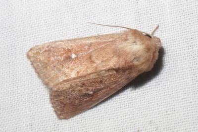 <i>Mythimna albipuncta/ferrago</i>