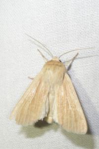 <i>Mythimna pallens</i>