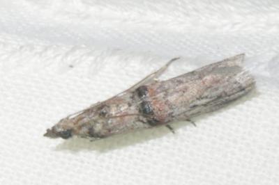 <i>Nephopterix angustella</i>