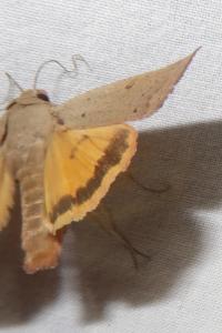 <i>Noctua comes</i>