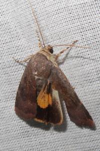 <i>Noctua janthe</i>