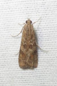 <i>Nomophila noctuella</i>