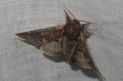 <i>Notodonta dromedarius</i>