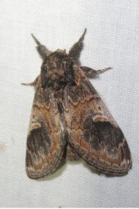<i>Notodonta tritophus</i>