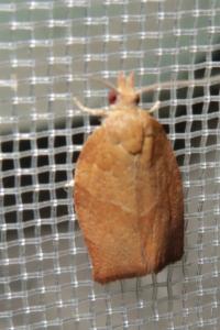 <i>Pandemis heparana</i>