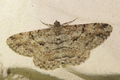 <i>Peribatodes rhomboidaria</i>