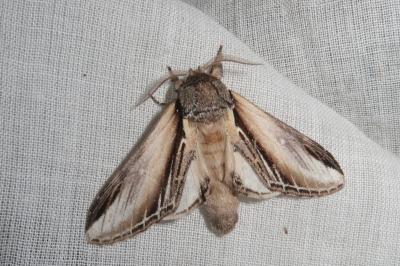 <i>Pheosia tremula</i>