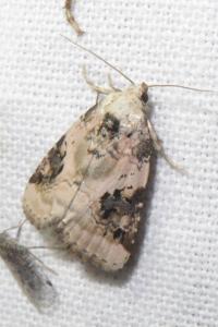 <i>Pseudeustrotia candidula</i>