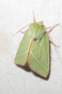 <i>Pseudoips prasinanus</i>