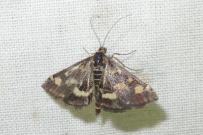 <i>Pyrausta aurata</i>