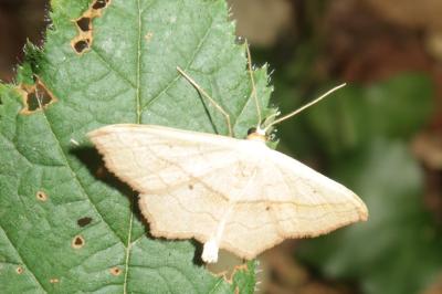 <i>Scopula imitaria</i>