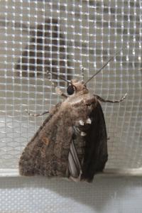 <i>Spodoptera exigua</i>