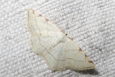 <i>Stegania trimaculata</i>