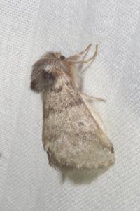 <i>Thaumetopoea processionea</i>