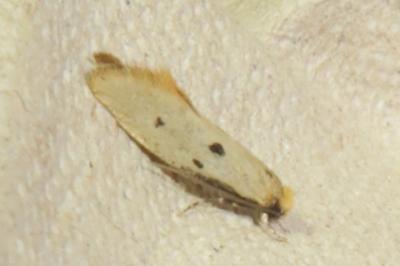 <i>Tinea trinotella</i>