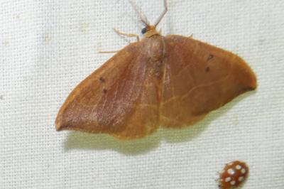 <i>Watsonalla binaria</i>
