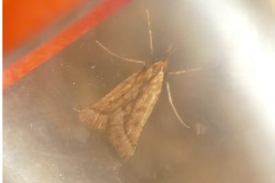 <i>Synaphe punctalis</i>