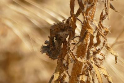 <i>Autographa gamma</i>