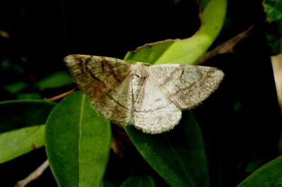 <i>Stegania trimaculata</i>