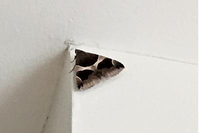 <i>Dysgonia algira</i>