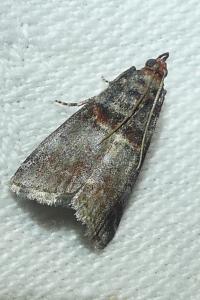 <i>Acrobasis advenella</i>