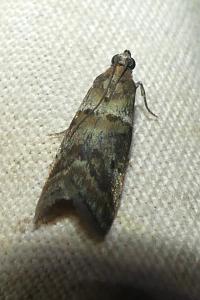 <i>Acrobasis consociella</i>