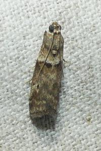 <i>Acrobasis consociella</i>