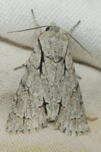 <i>Acronicta psi/tridens</i>