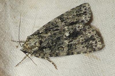 <i>Acronicta rumicis</i>