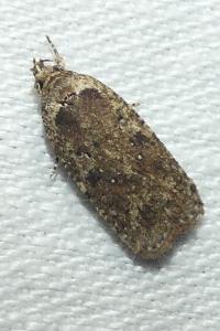 <i>Agonopterix ciliella/heracliana</i>