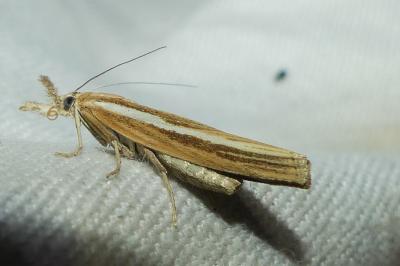 <i>Agriphila tristella</i>