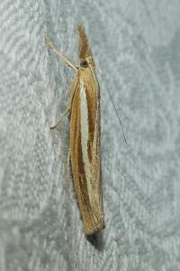 <i>Agriphila tristella</i>