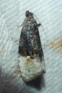 <i>Apotomis betuletana</i>