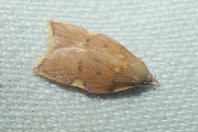 <i>Carcina quercana</i>