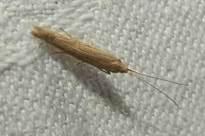 <i>Coleophora</i>