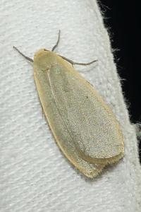 <i>Collita griseola</i>