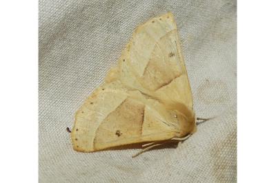 <i>Crocallis elinguaria</i>