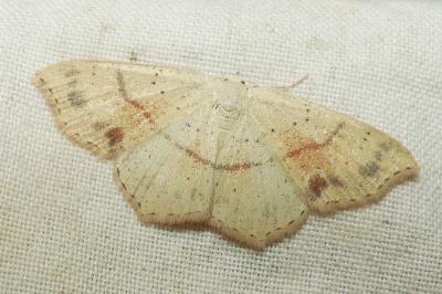 <i>Cyclophora punctaria</i>